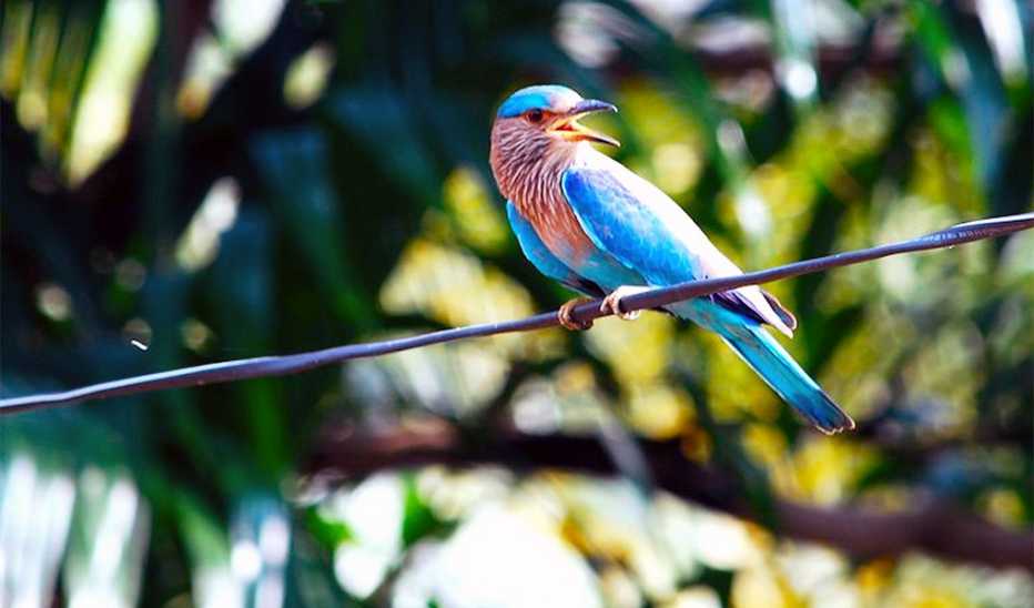 An up-close view of a bird perched on a wire