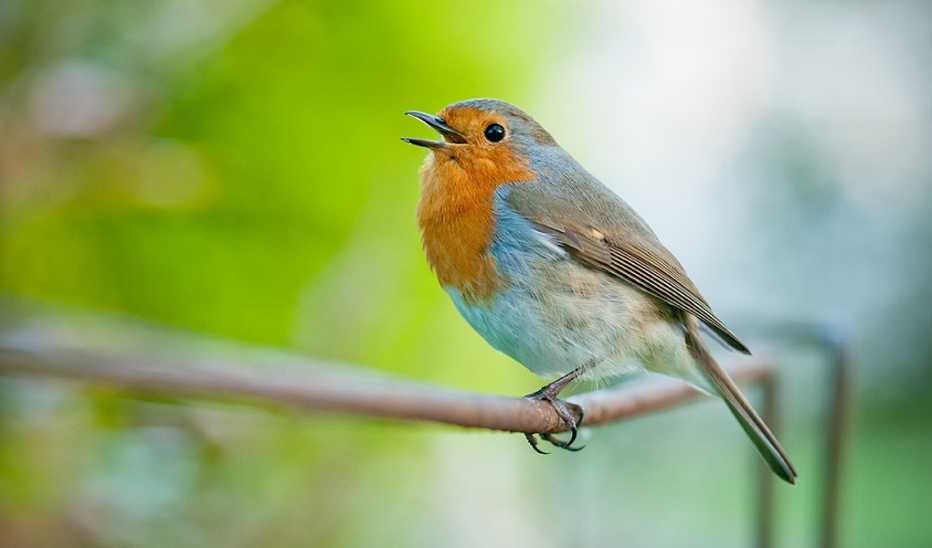 A singing red-breasted robin on a fence with defocused green background