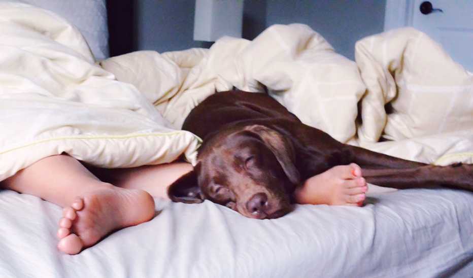 A dog sleeping on a bed at the feet of a person