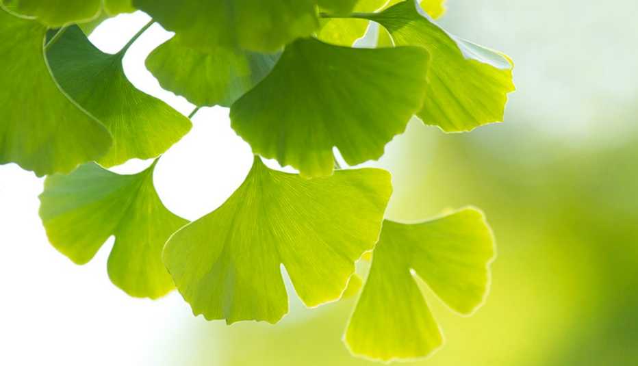 A close-up view of ginkgo biloba