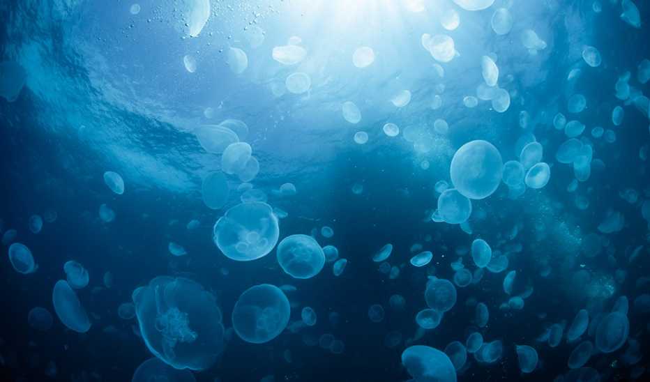 A school of jellyfish in the water