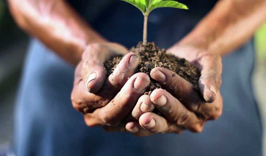A close-up view of dirt with a plant in their hands