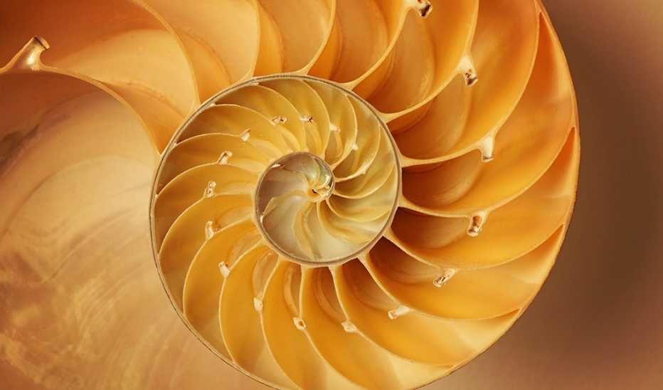 An inside look at a Nautilus shell that is spiraling