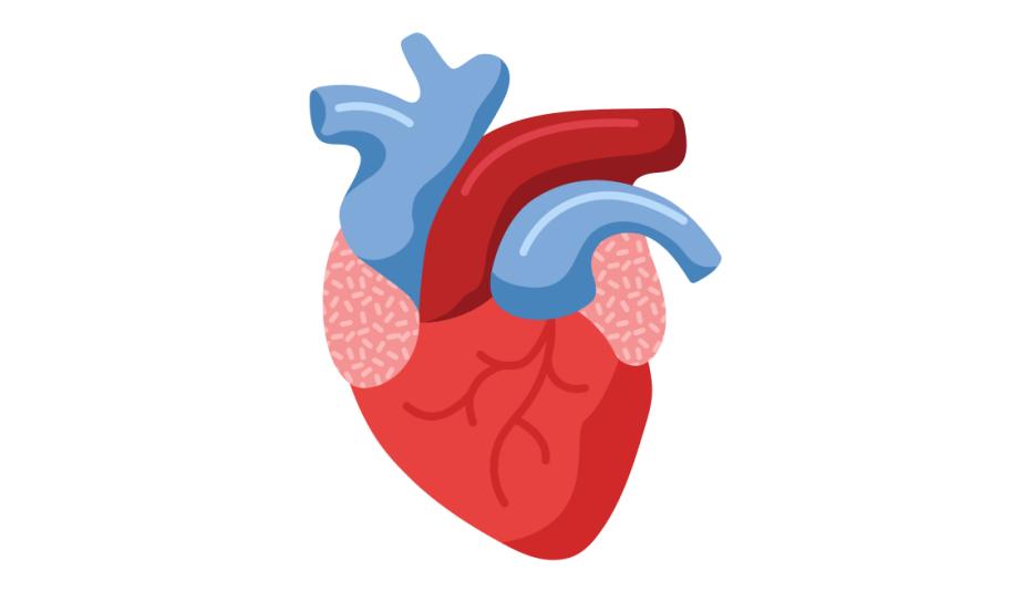 A red heart with veins and arteries