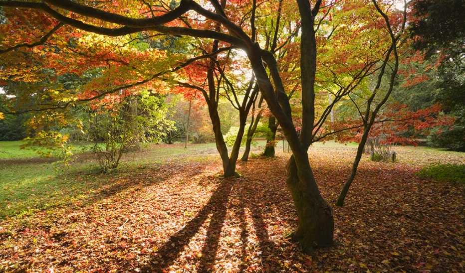 Trees in a park with leaves on the ground