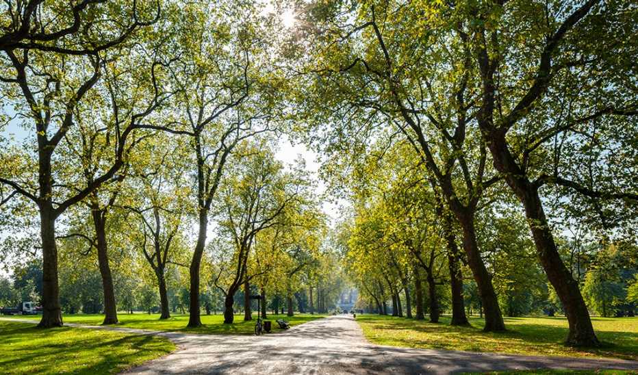 A path in the park with trees alongside it