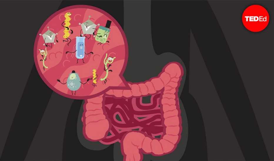An illustration of food inside a gut