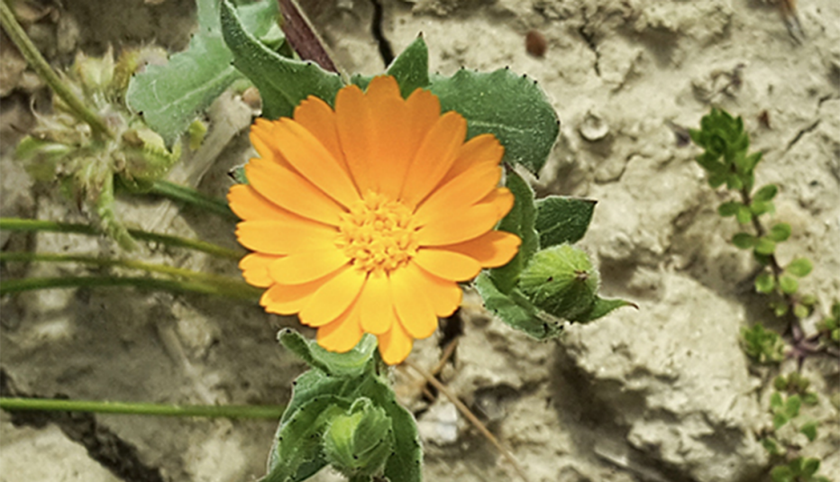 A close up of dirt with a dandelion growing out of it