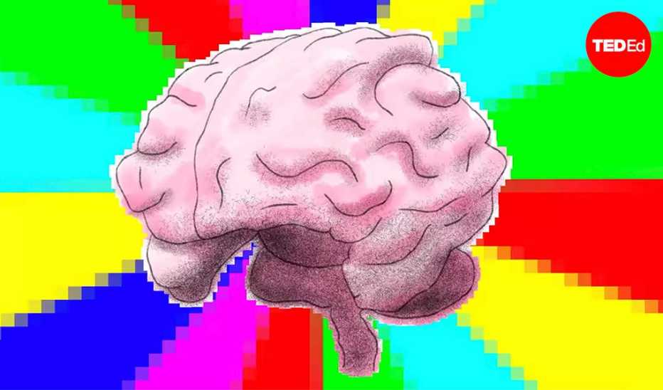 An illustration of a brain on top of a rainbow of colors